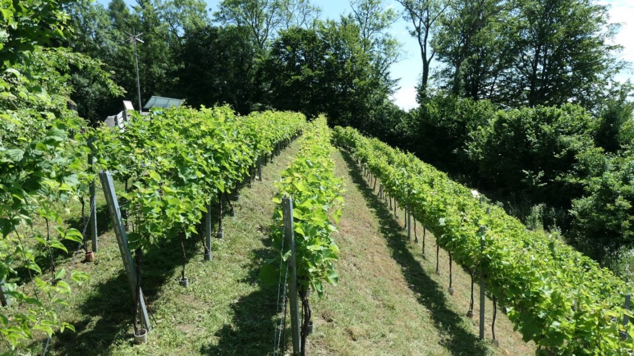 Weingarten - Südhang