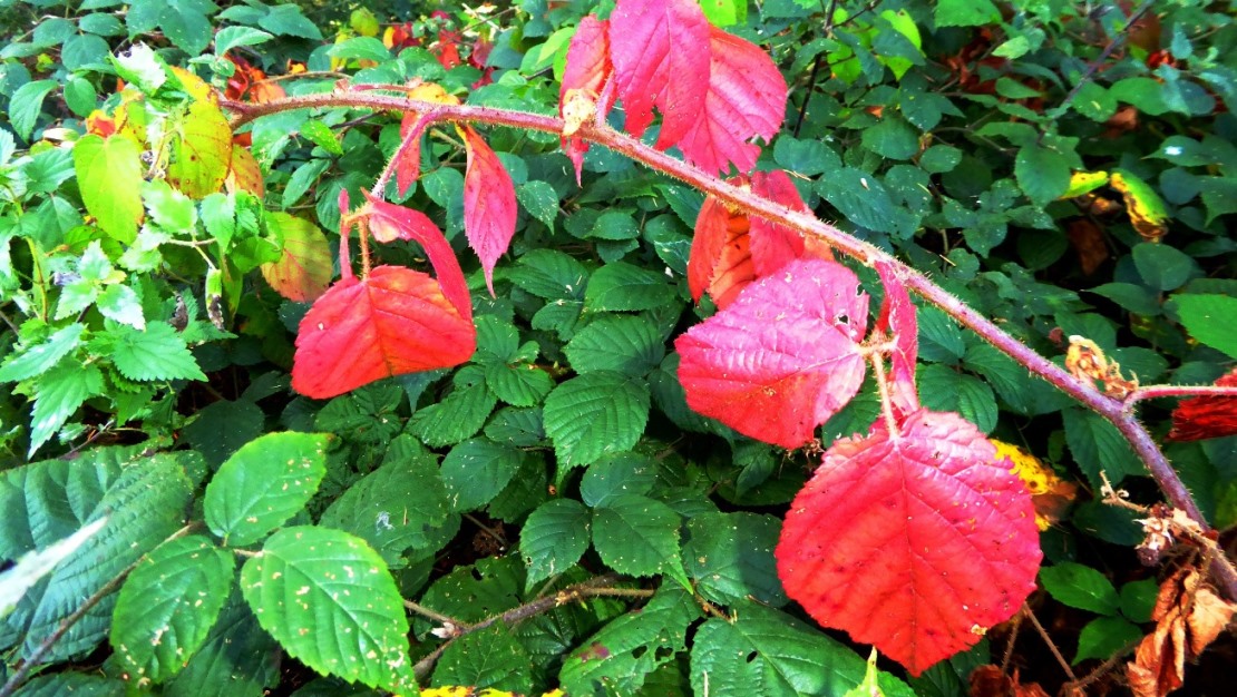 Farbige Brombeerblätter