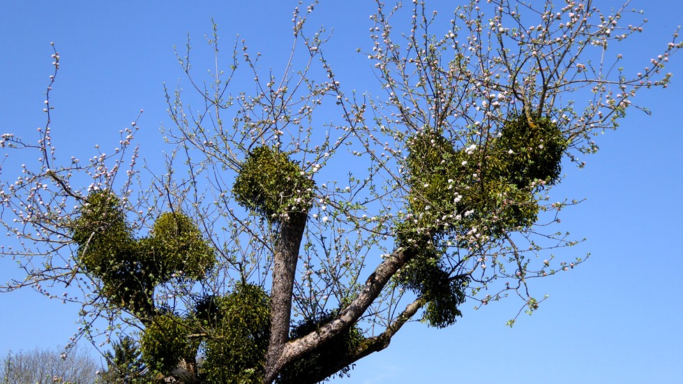 Misteln auf blühendem Apfelbaum