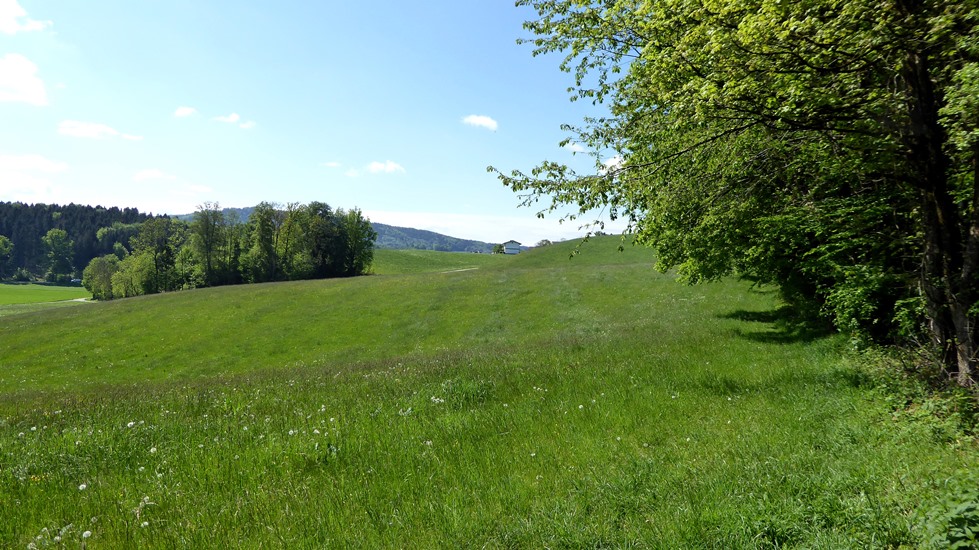 Aufwärts am Waldrand nach Westen