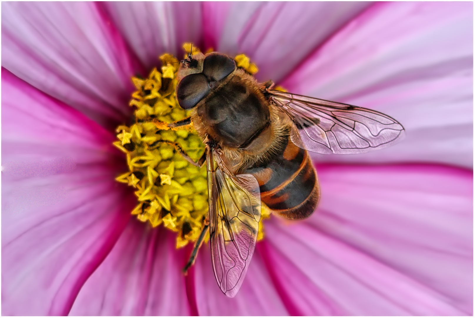 Highly Commended: Pollinator (Ray Dulai)