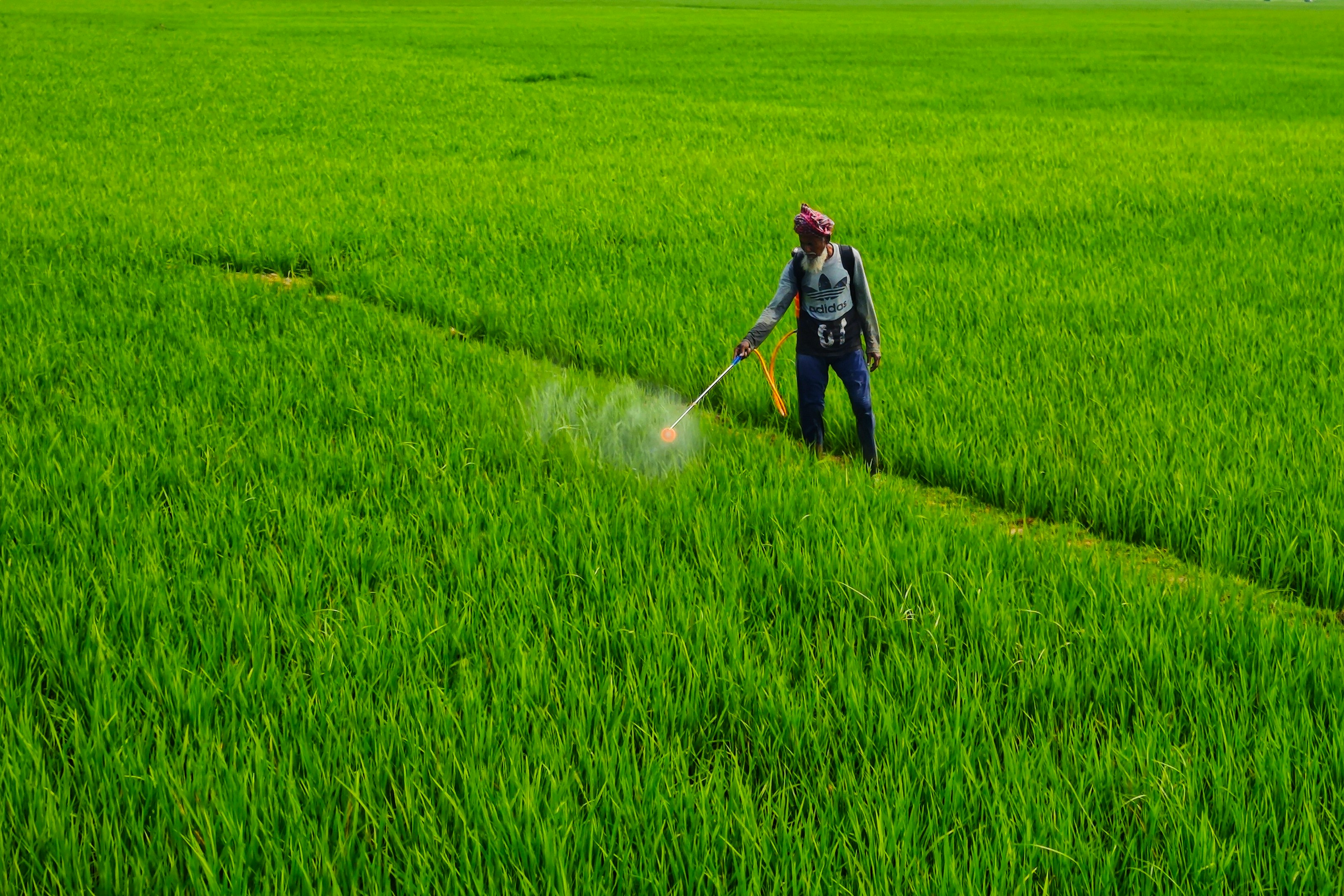 a person spraying pesticide on a green field