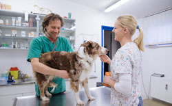 Veterinarske storitve