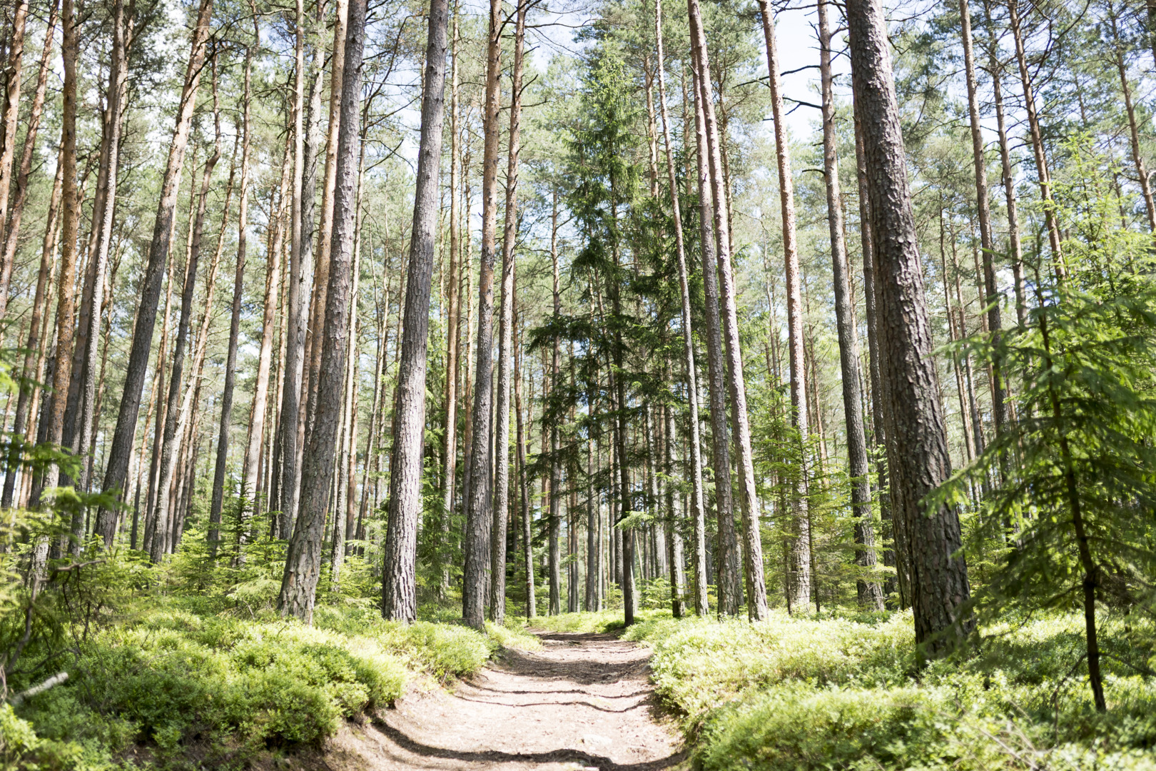 Wald
© Waldviertel Tourismus, Robert Herbst