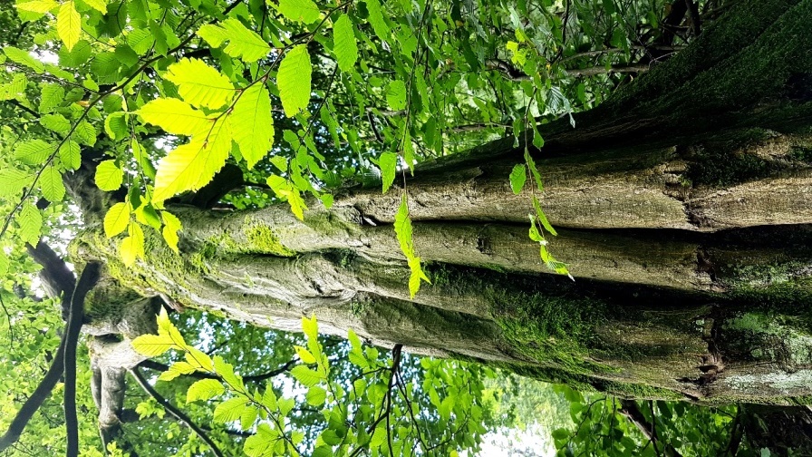 Baum am Kuchlersteig