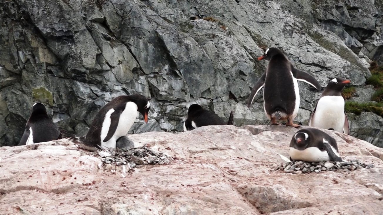 Der Weg ins Wasser und zurück zum Nest ist allerdings länger !
