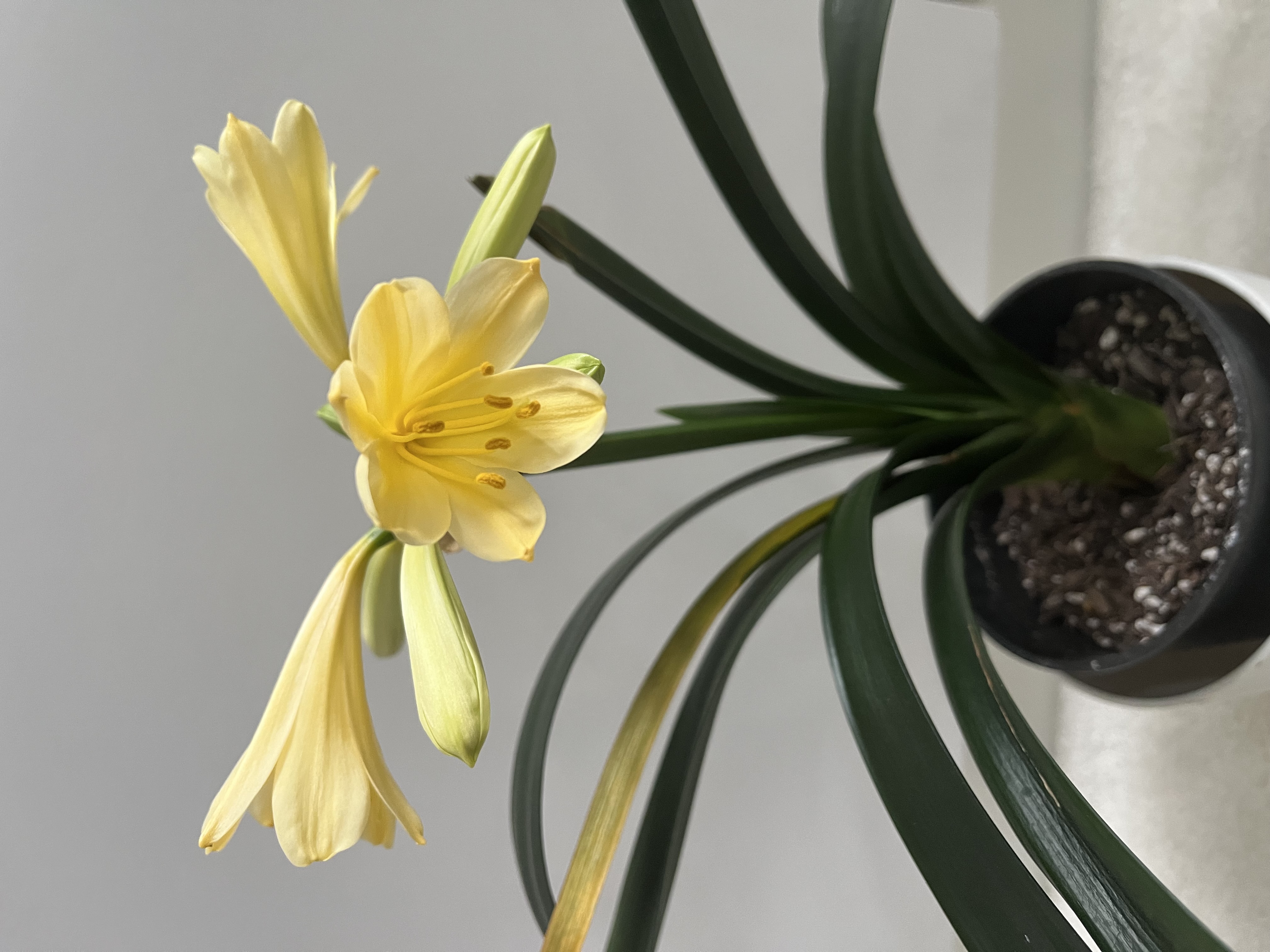 8. Clivia miniata 'Citrina'	