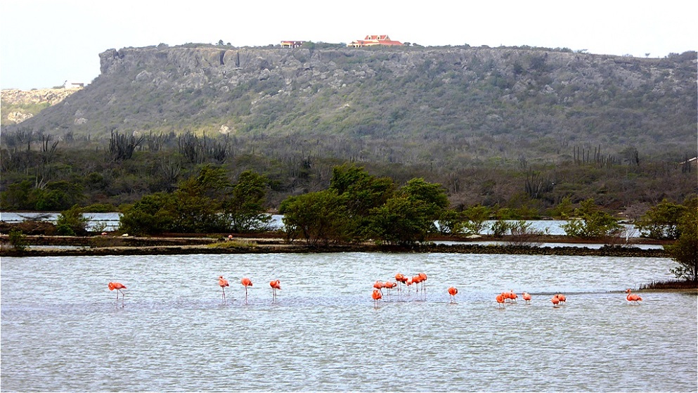 Flamingos