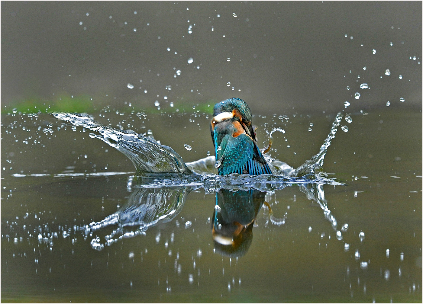 1st Place: Kingfisher Exiting the Water (Margaret Tabner)