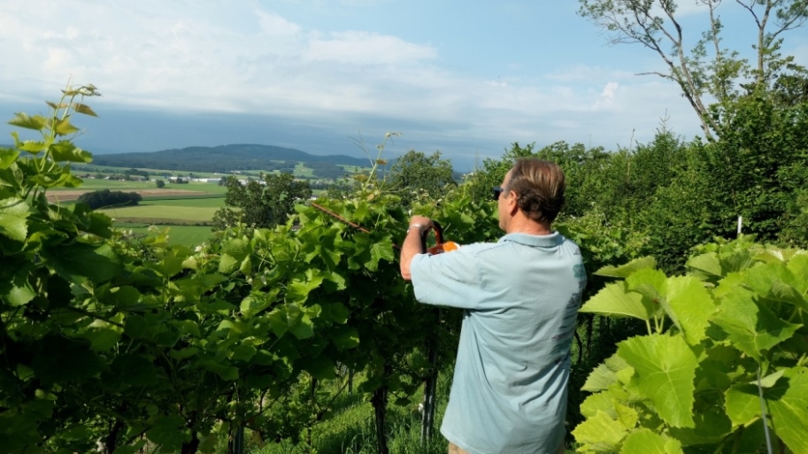 Kürzen überlanger Triebe