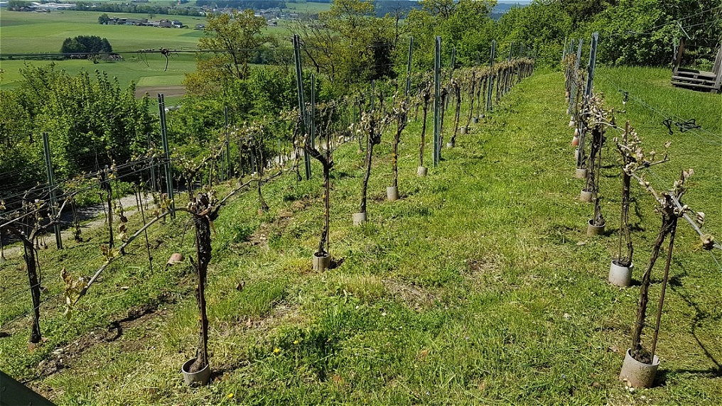 Die Bögen treiben aus