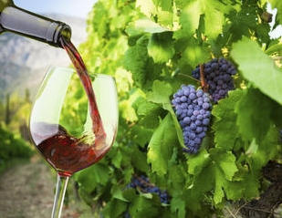 Wine tour