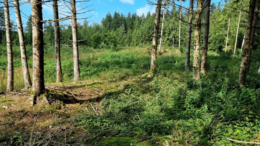 Die Natur holt sich wieder das Terrain zurück !