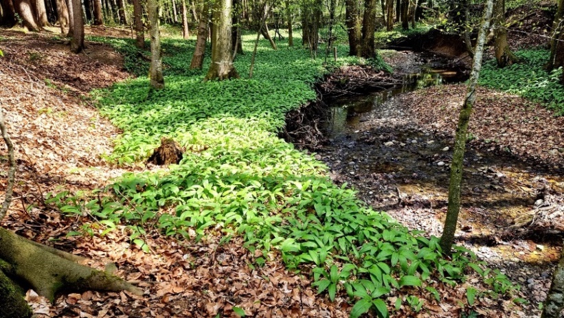 Bärlauch in Petersham, Lochen am See