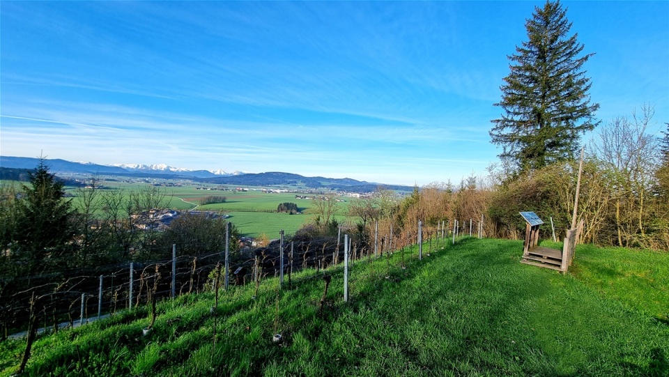 22. April 2023 Weingarten auf der Burgstall