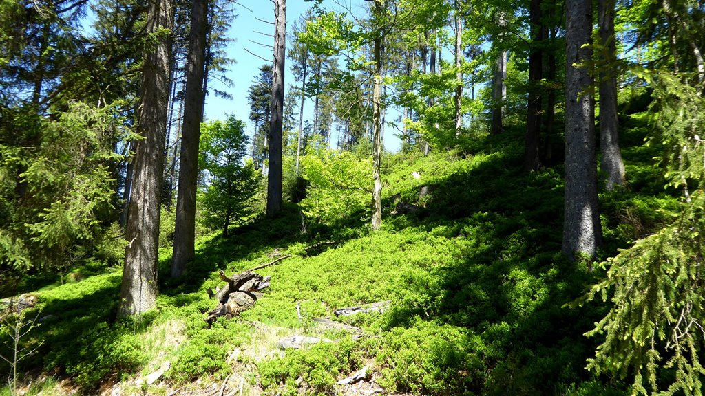 Heidelbeeren am Sonnenhang