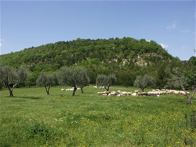 Schafe und Ziegen als Wegbegleiter

