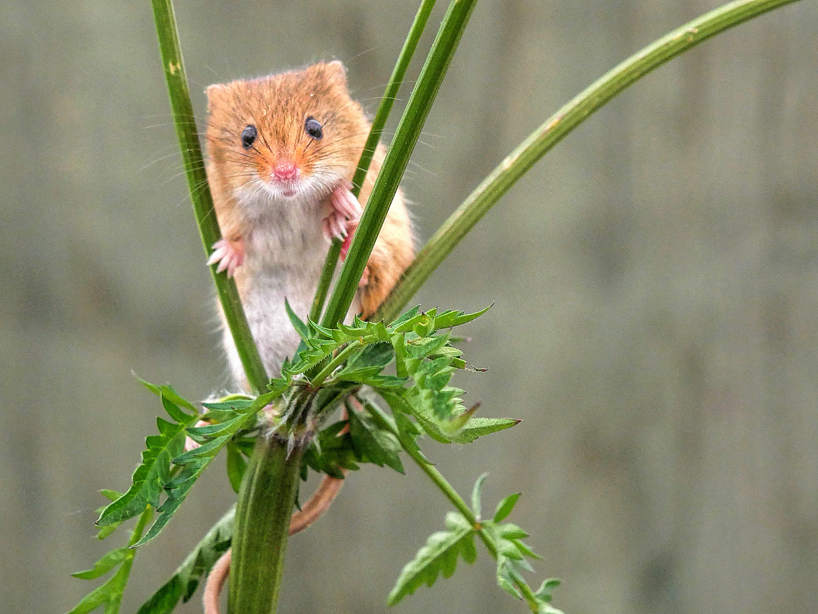 Harvest Mouse (Micromys minitus)