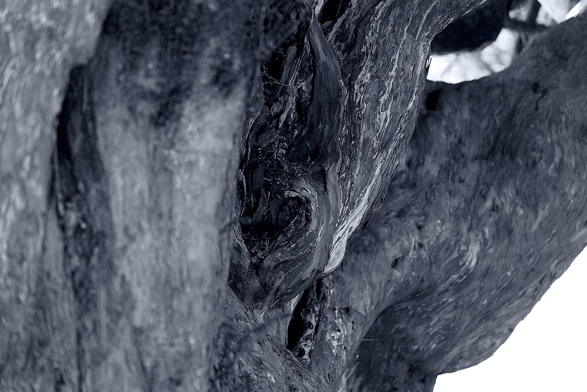 black and white photograph of texture of tree bark by Welsh artist Mark Lloyd Williams