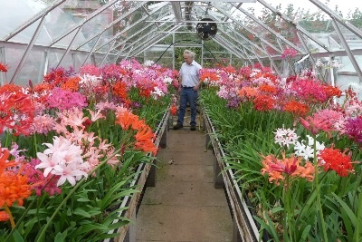 A view of some of the magnificent Nerine Sarniensis blooms in Steve's collection.


