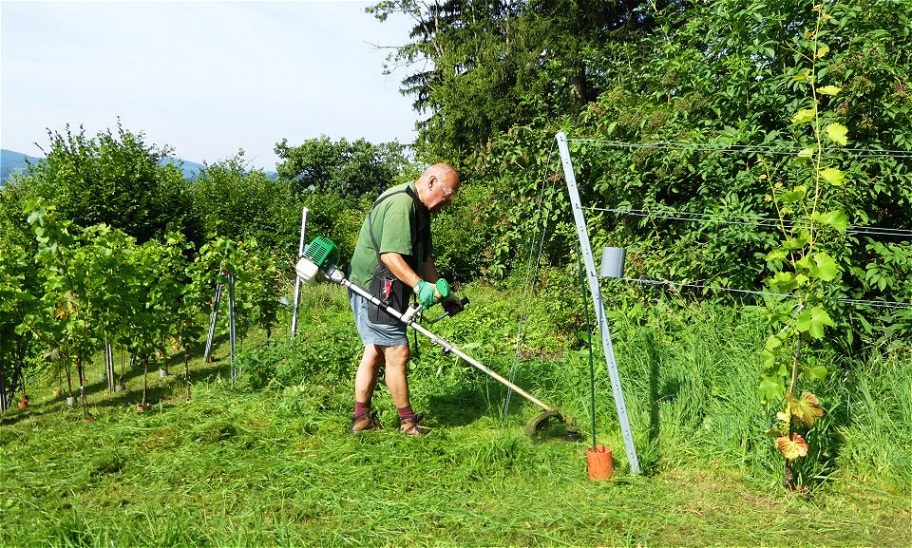 Franz befreit die Jungreben vom hohen Gras