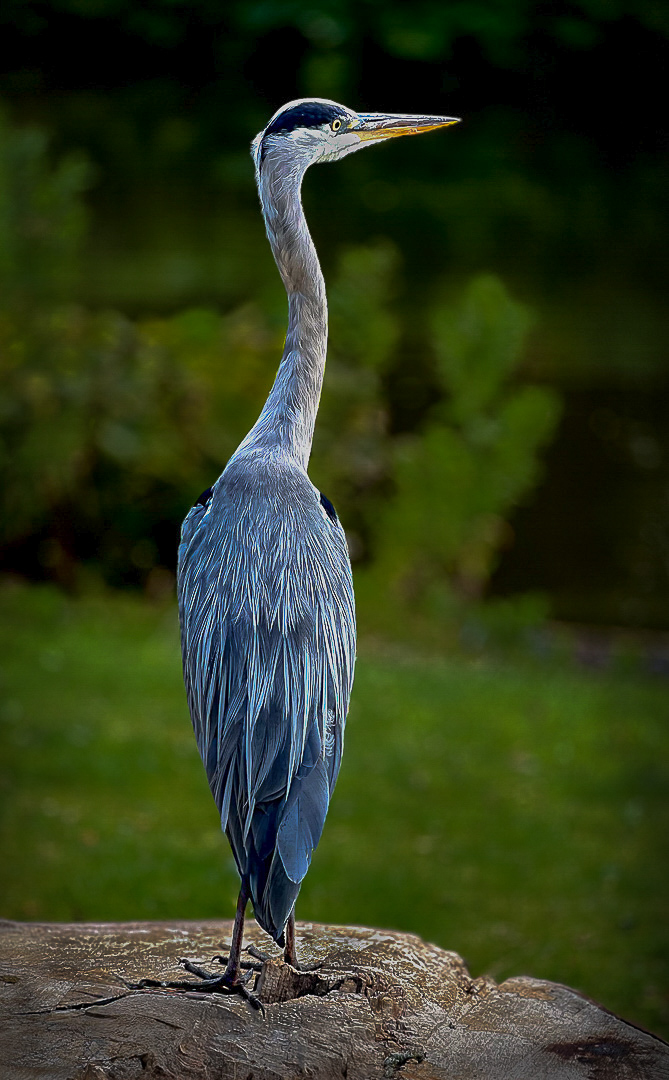 Highly Commended: Heron Today Gone Tomorrow (Phil Talbot)
