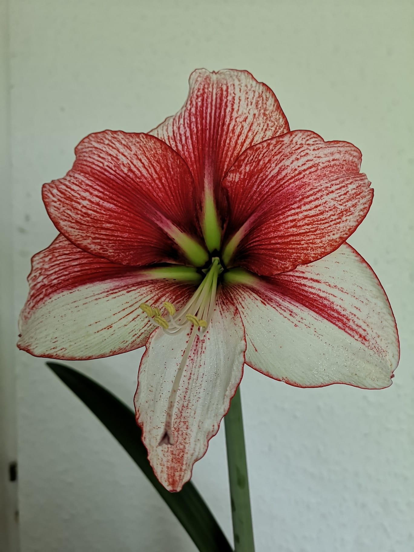 2. Hippeastrum 'Temptation'