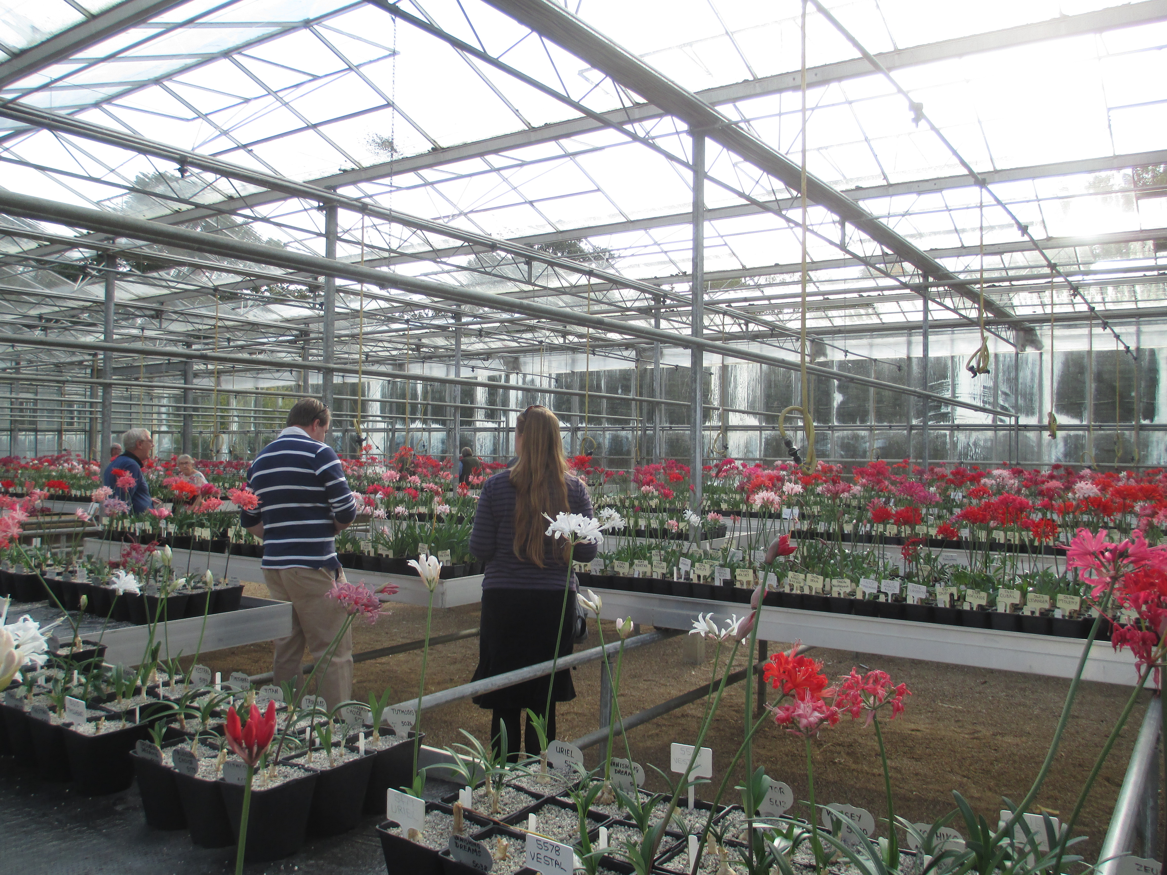 NAAS members also visit the huge glasshouse to view more Nerines.