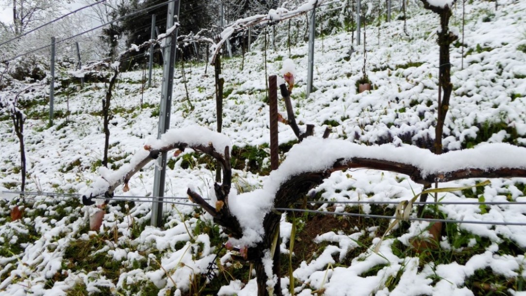 2017_04_19   Junge Triebe im Schnee