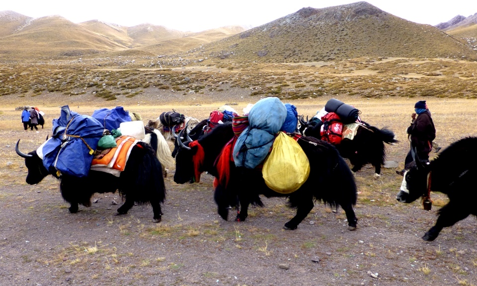 Geduldige Yaks tragen unsere Ausrüstung
