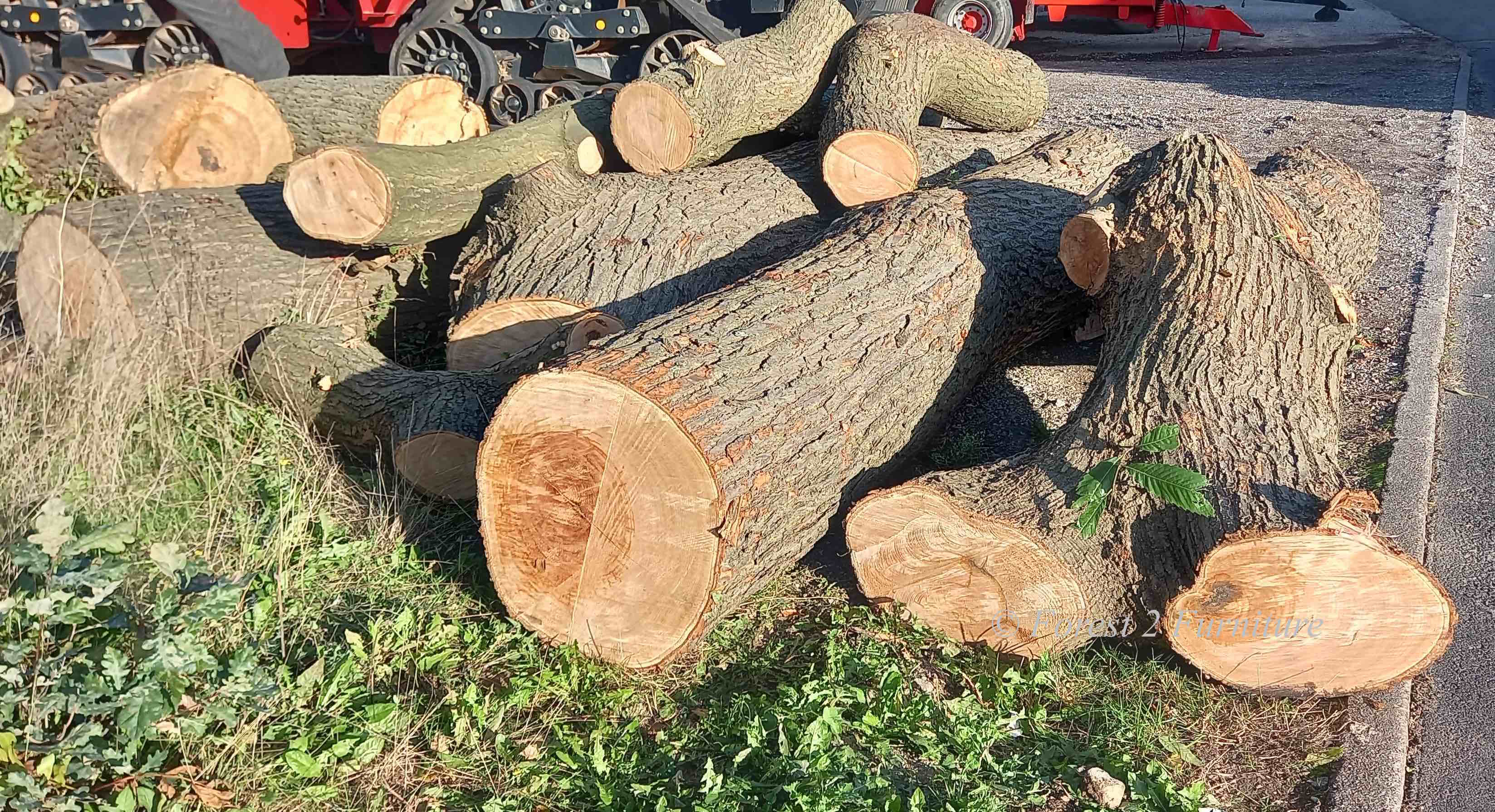 Sweet Chestnut from Sherwood Forest, felled as part of our on going management plan.