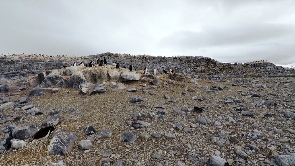 Überall wird gebrütet !