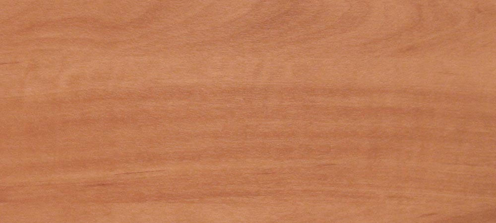 T_LC_4154_CILIEGIO_AMERICANO