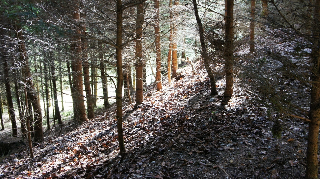 Wall an der Ostseite - vom Jungwald überwachsen
