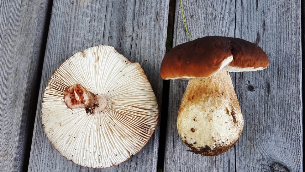 Kennzeichen: Perlpilz mit Lamellen und roten Fraßspuren im Stilinneren