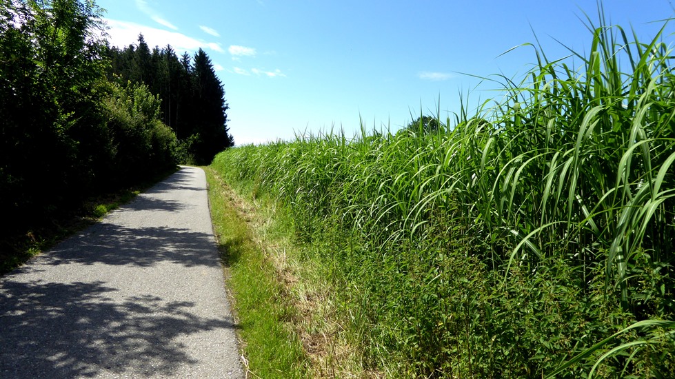 Junges Elefantengras