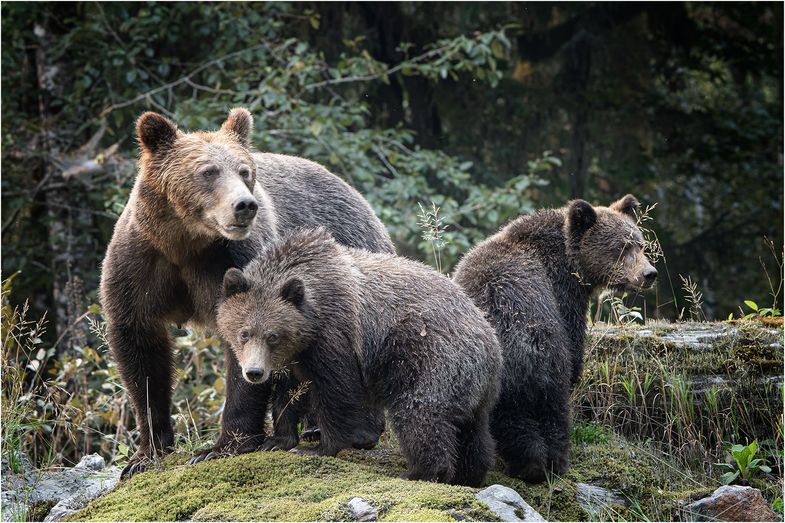 2nd Place: Where's Goldilocks? (Paul McKenzie)