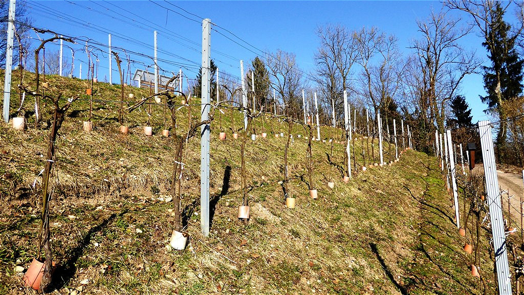 Fertig - Das Wachstum kann beginnen !