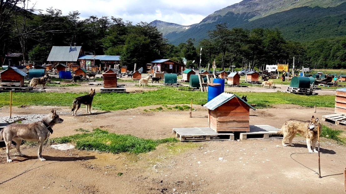 Die Hunde warten auf Streicheleinheiten !