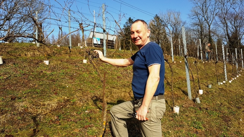 23. Februar 2021 - Reben-Winterschnitt