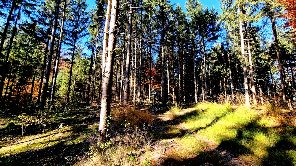 Aufwärts zum "Hohen Kreuz"