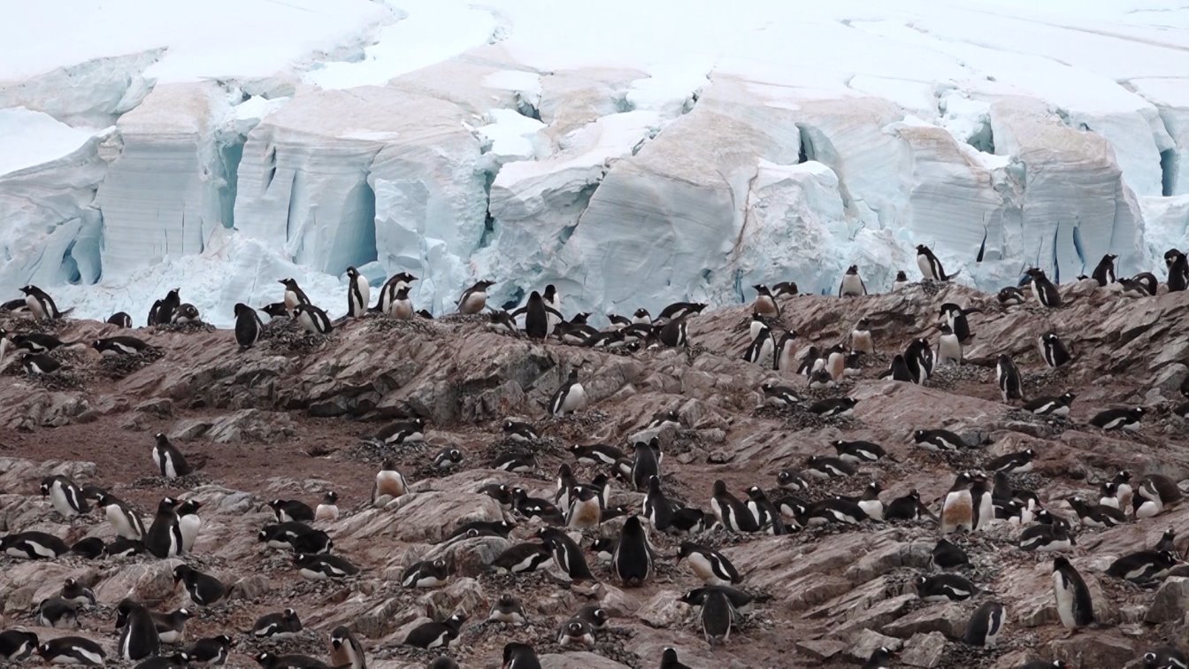 Eselspinguine auf ihrem Brutplatz