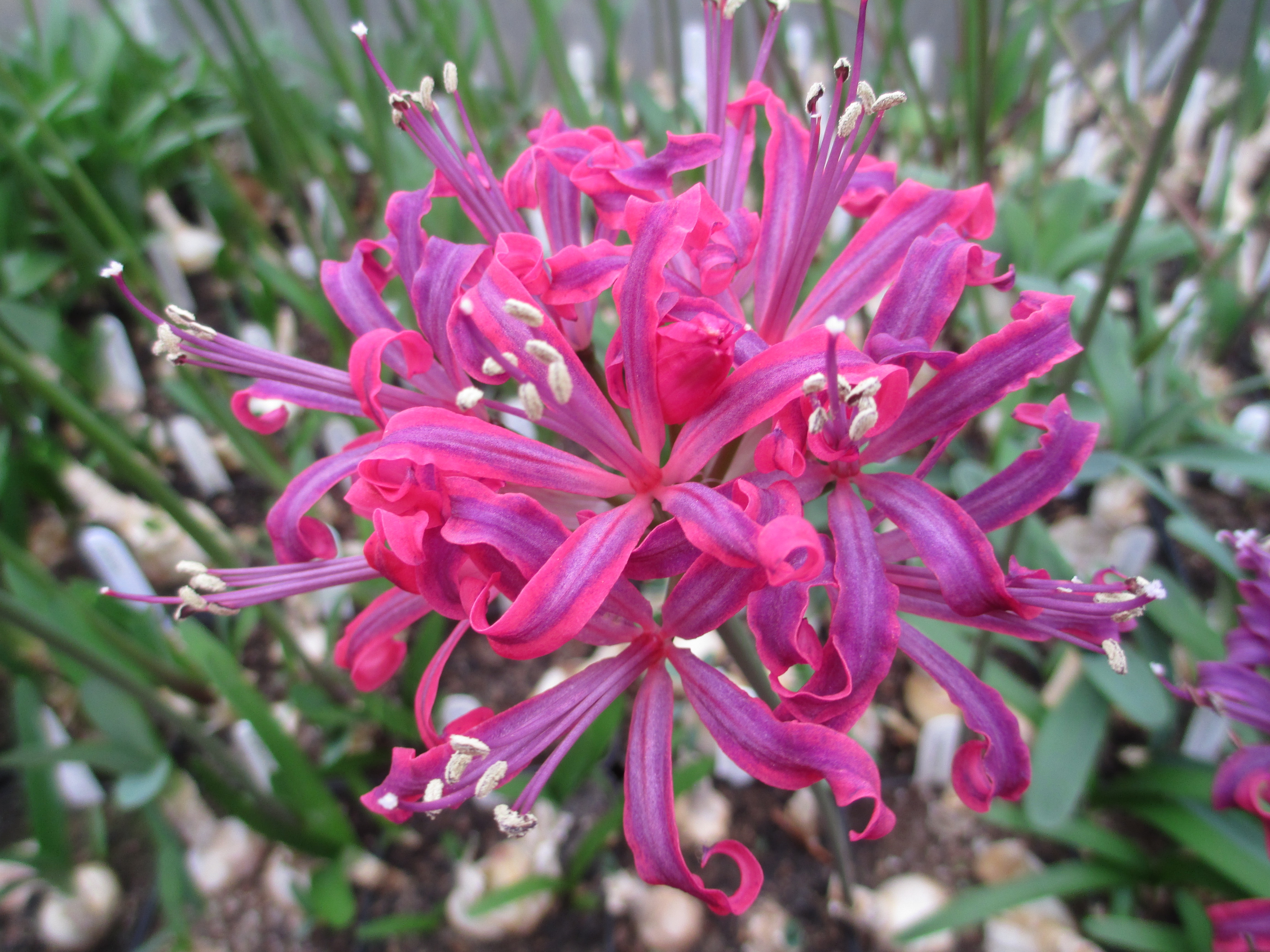 Nerine sarniensis 'Curiosity'.