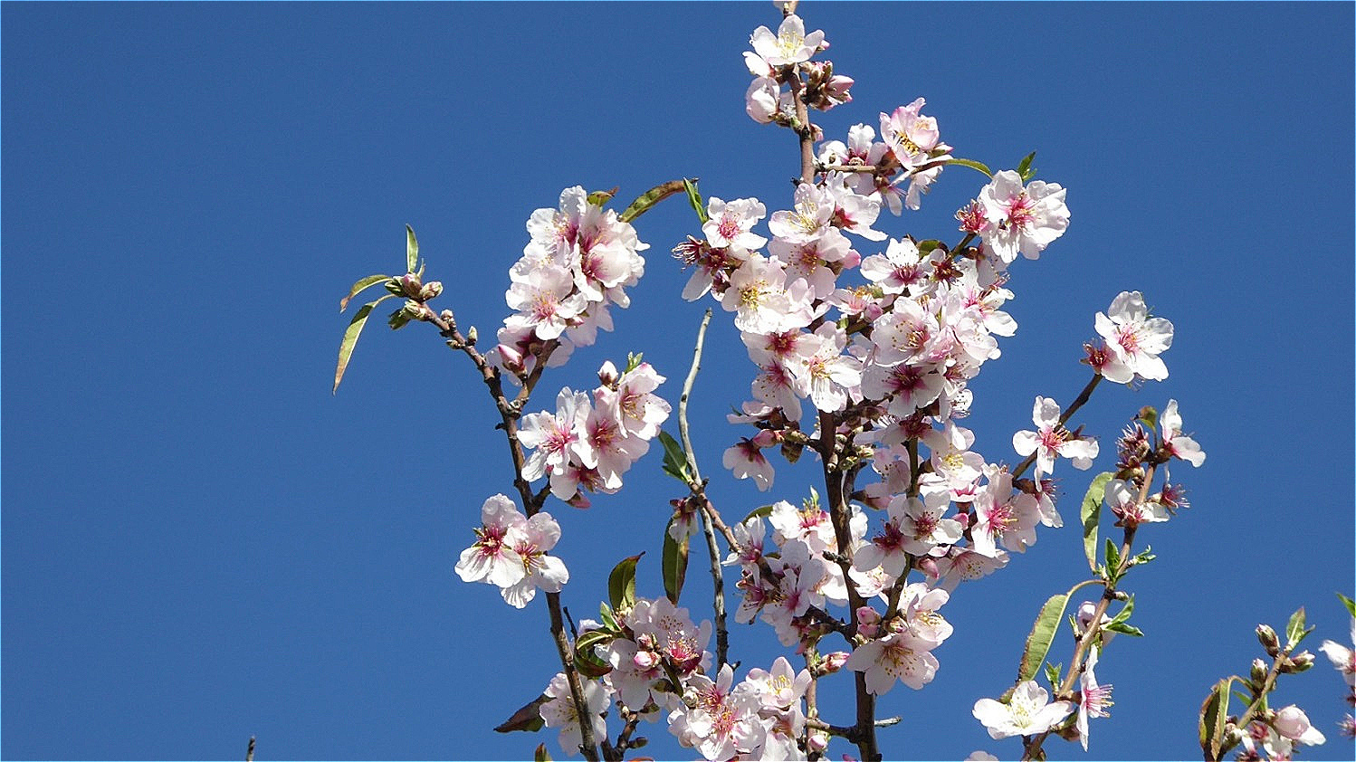 Hier blühen die Bäume