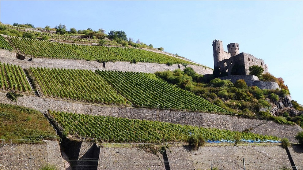 Burg Ehrenfels mitten in den Weingärten am Südwesthang bei Rüdesheim