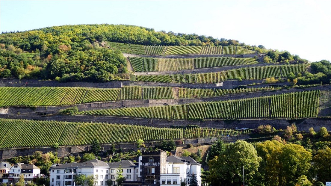 Weingärten bei Trechtinghausen
