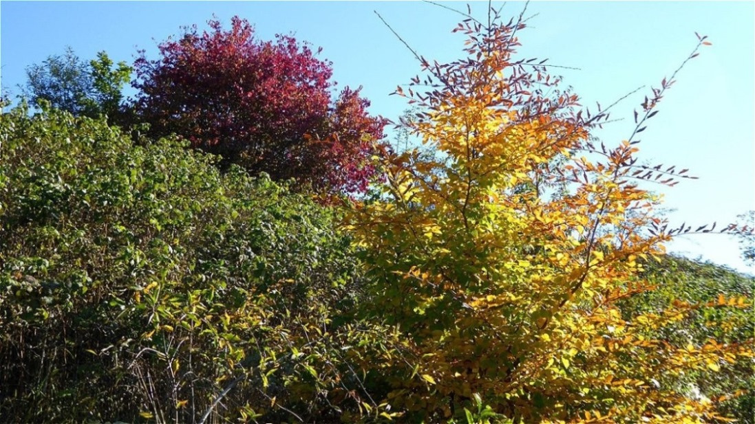 Herbstfarben - Ausgleichsbecken Lengau