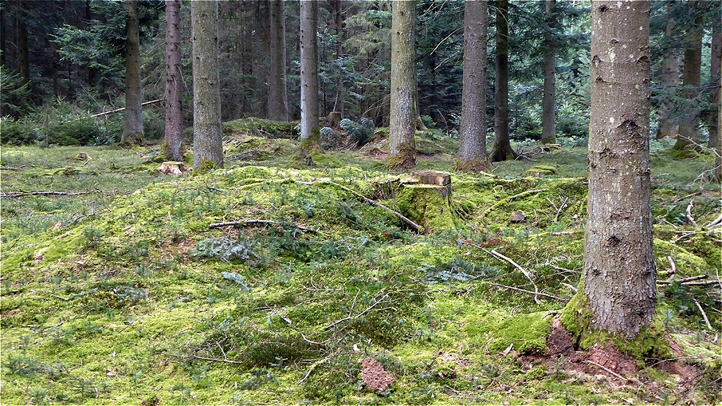 Blick über das erste Keltengrab zum zweiten 