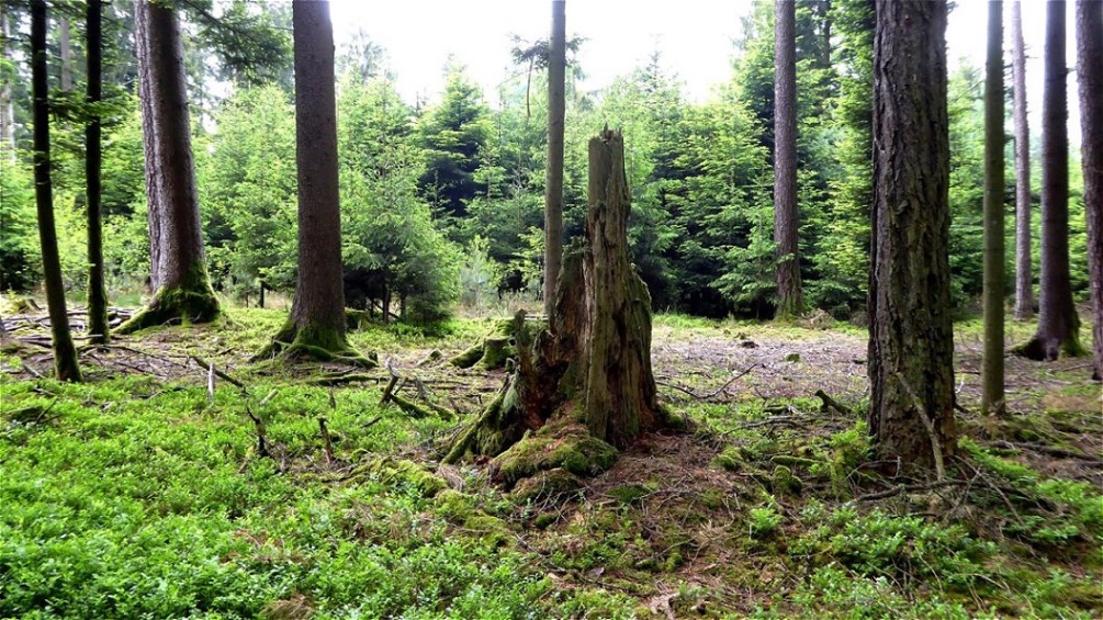 Geheimnisvolles Waldgebiet