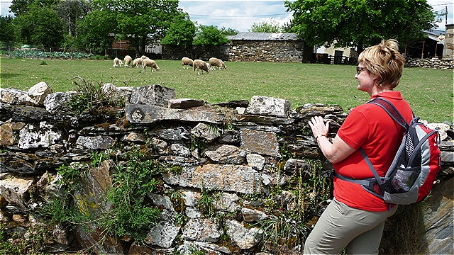 Eine Schafweide liegt dahinter